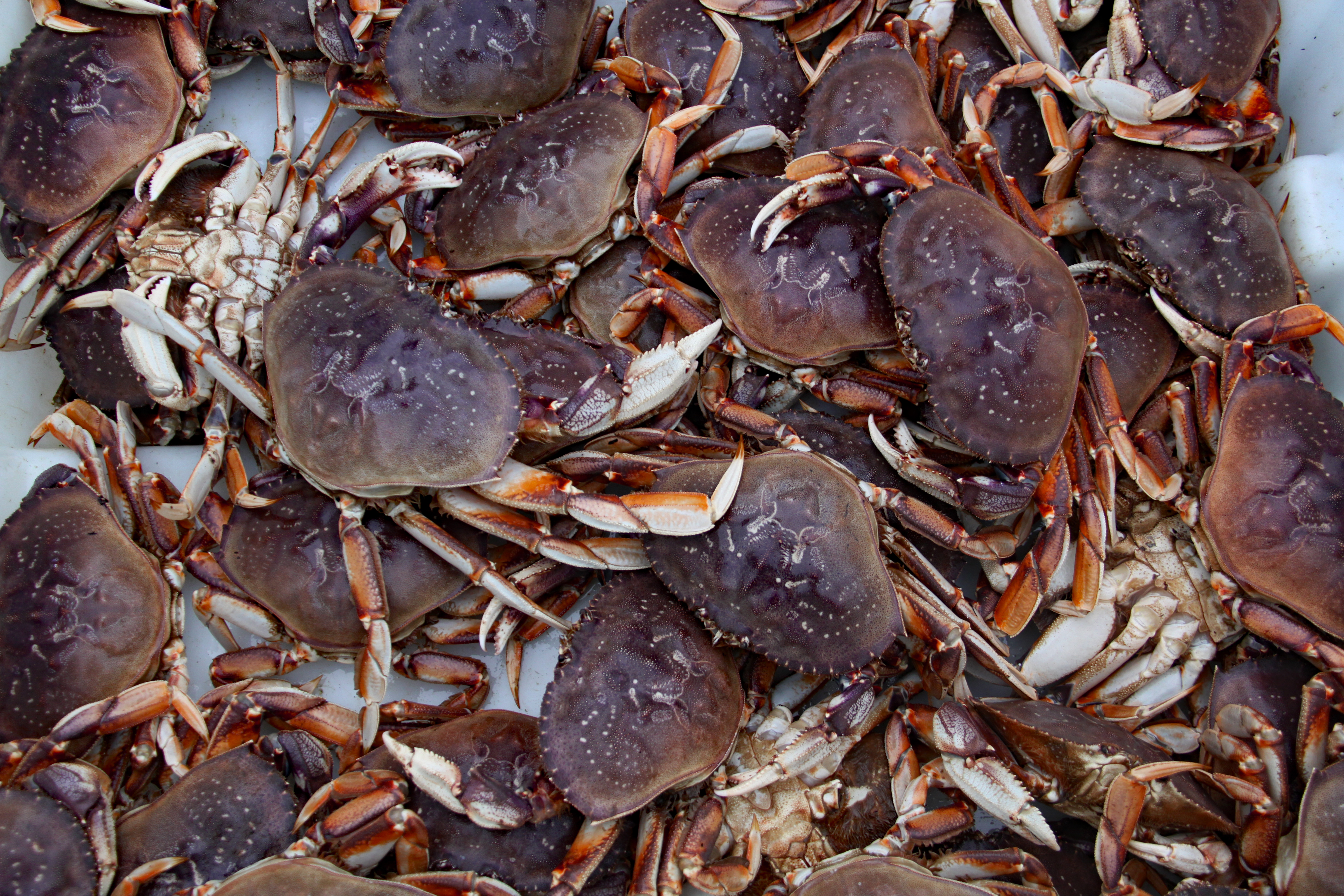 Oregon Heritage Deviled Crab Recipe